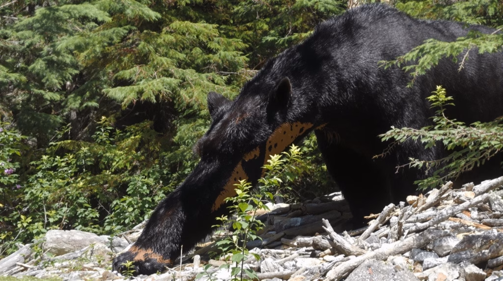 Olympic National Park Visit Duration Planning and Itineraries for Different Travel Timeframes