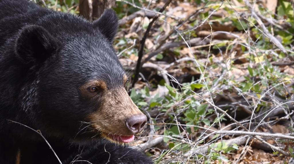 Black bear biology, behavior, and conservation in Rocky Mountain National Park