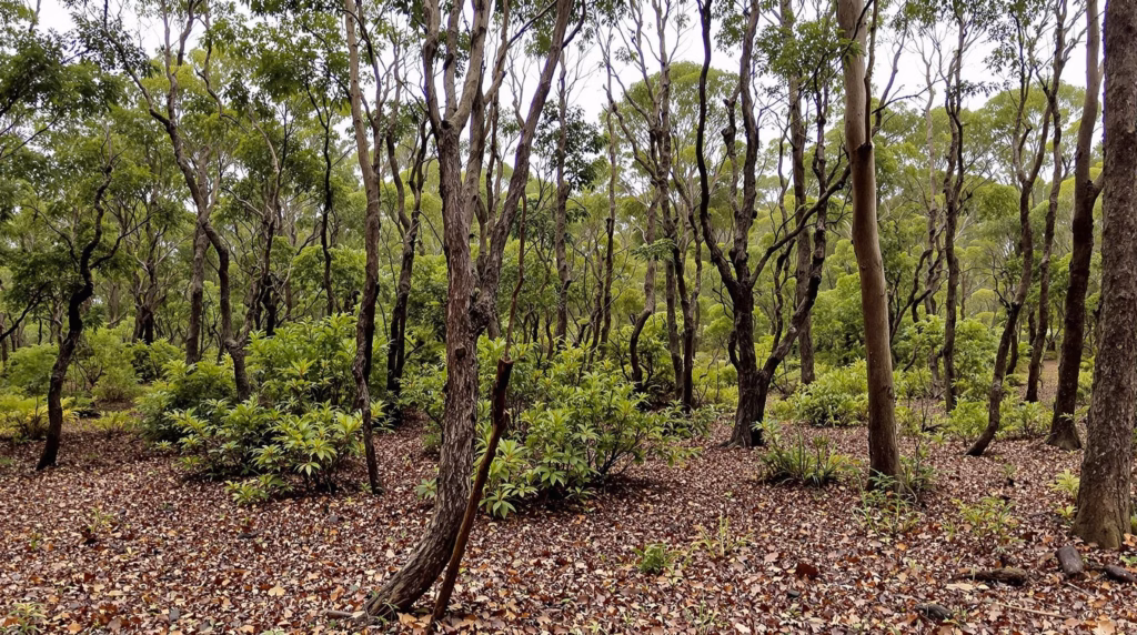 National park features and management - Woodlands National Park, Victoria, Australia